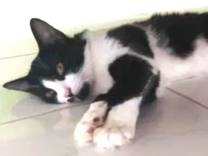Gato raça Vira lata idade 2 a 6 meses nome Panda