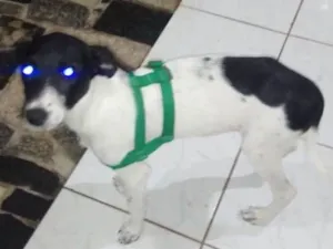 Cachorro raça Vira lata idade 2 a 6 meses nome Cally