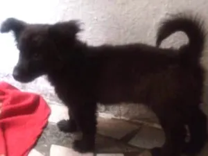 Cachorro raça SRD idade 2 a 6 meses nome Ravier 