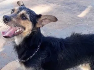 Cachorro raça SRD idade 1 ano nome Tito 