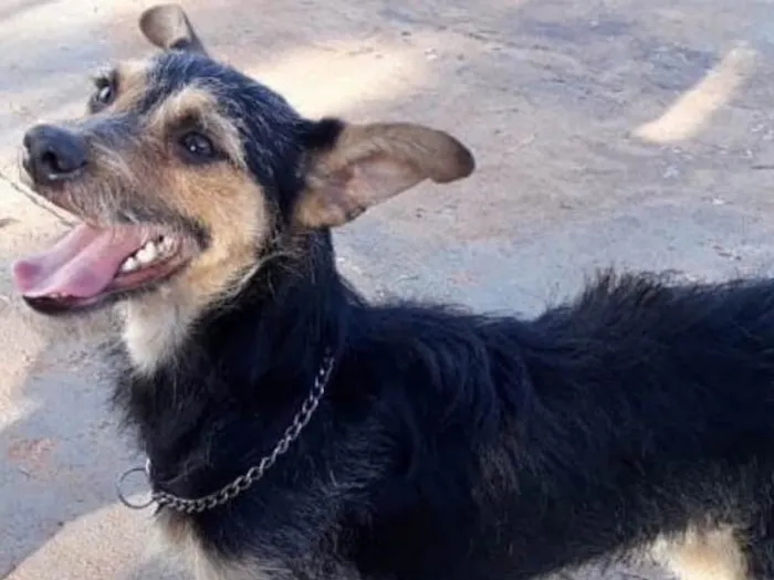 Cachorro ra a SRD idade 1 ano nome Tito 