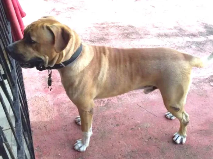 Cachorro ra a BOXER/FILA idade 1 ano nome BRUCE