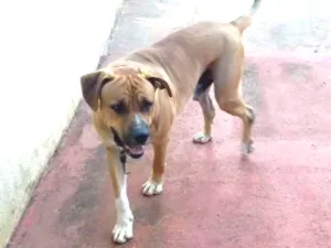 Cachorro raça BOXER/FILA idade 1 ano nome BRUCE