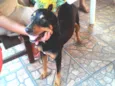 Negao