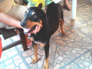 Cachorro raça Srd idade 4 anos nome Negao