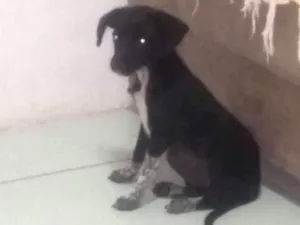 Cachorro raça Sem raça definida idade Abaixo de 2 meses nome Sem nome 