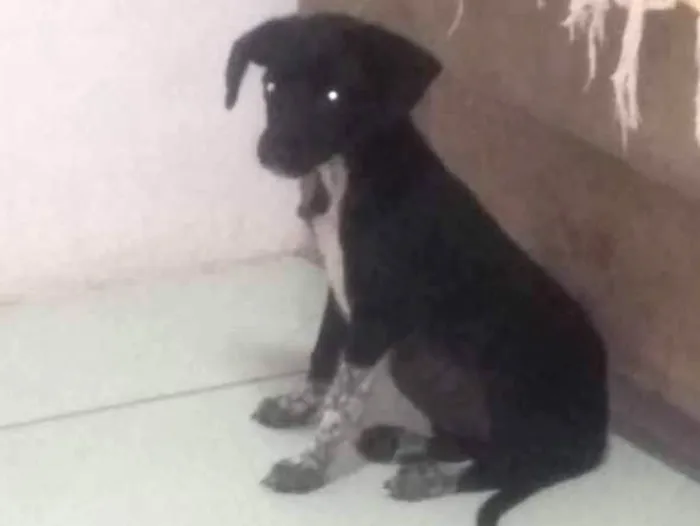 Cachorro ra a Sem raça definida idade Abaixo de 2 meses nome Sem nome 