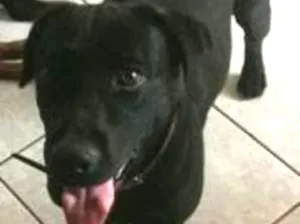 Cachorro raça Labrador idade 7 a 11 meses nome Erus