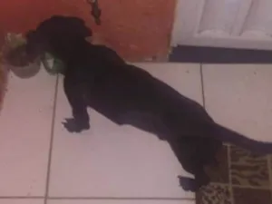 Cachorro raça mestica idade 1 ano nome roxy