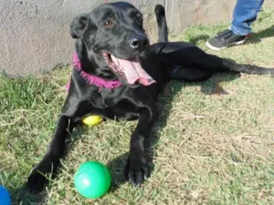 Cachorro raça SRD idade 3 anos nome JADE