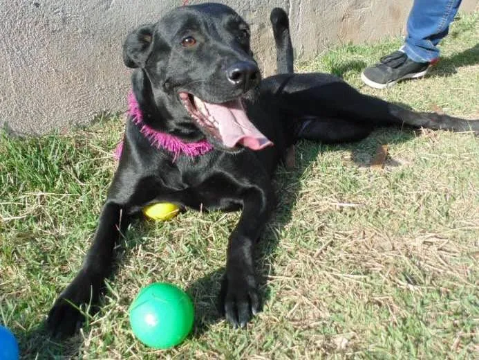 Cachorro ra a SRD idade 3 anos nome JADE
