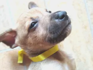 Cachorro raça Vira lata idade Abaixo de 2 meses nome Pingo