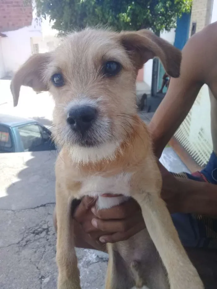 Cachorro ra a Viralata idade 2 a 6 meses nome Melin