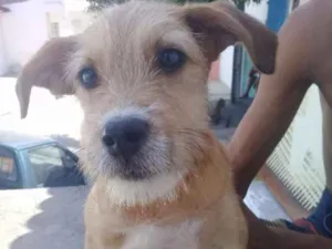 Cachorro raça Viralata idade 2 a 6 meses nome Melin