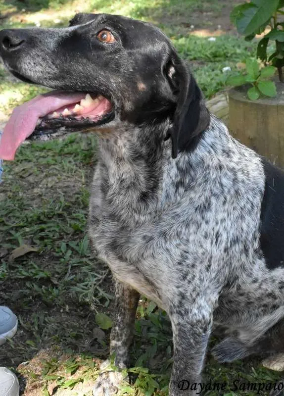 Cachorro ra a srd idade 5 anos nome Óreo