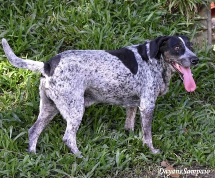 Cachorro ra a srd idade 5 anos nome Óreo