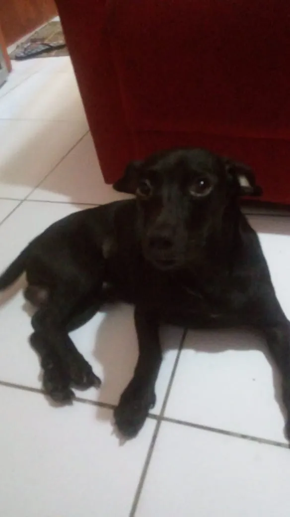 Cachorro raça mestica idade 1 ano nome roxy