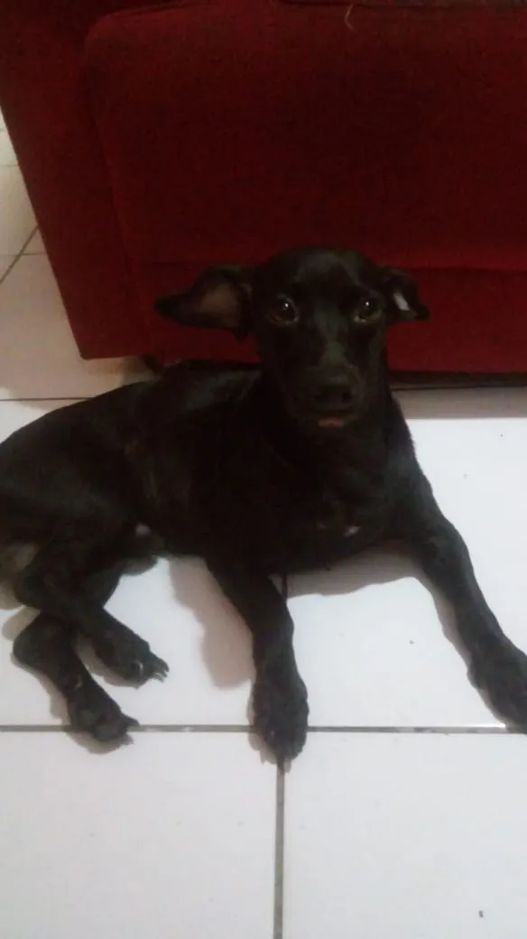 Cachorro raça mestica idade 1 ano nome roxy