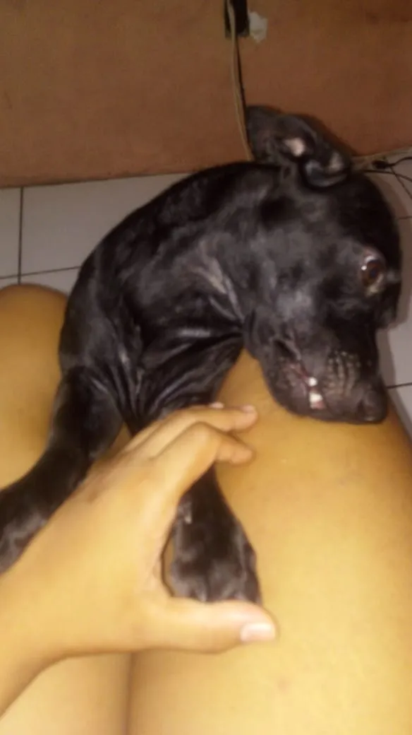Cachorro raça mestica idade 1 ano nome roxy