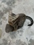 Minerva