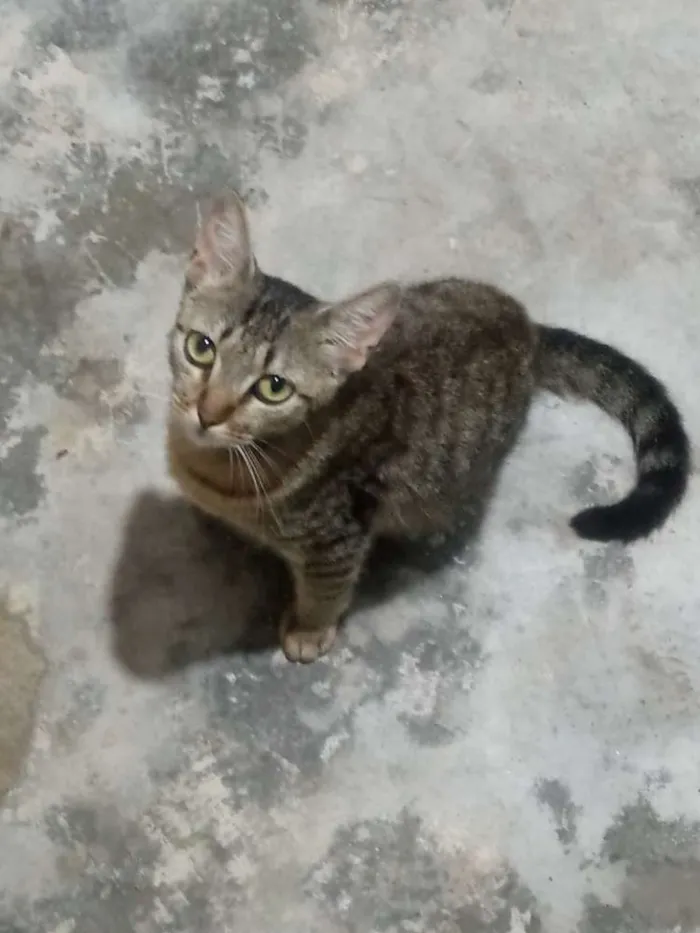 Gato ra a Vira lata  idade 1 ano nome Minerva