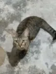 Minerva