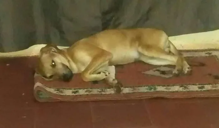 Cachorro ra a Vira lata idade 7 a 11 meses nome Tata