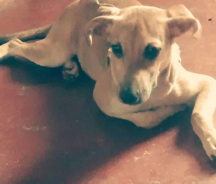 Cachorro ra a Vira lata idade 7 a 11 meses nome Tata