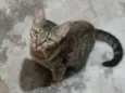 Minerva