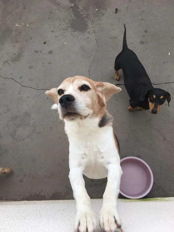 Cachorro ra a beagle e basset idade 5 anos nome Mickey e Crystall