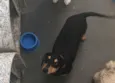 Mickey e Crystall