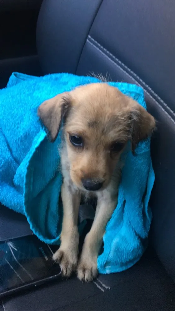 Cachorro ra a Indefinida idade Abaixo de 2 meses nome Nina
