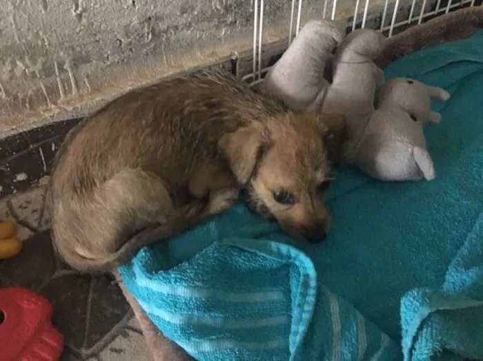 Cachorro ra a Indefinida idade Abaixo de 2 meses nome Nina