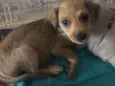 Nina