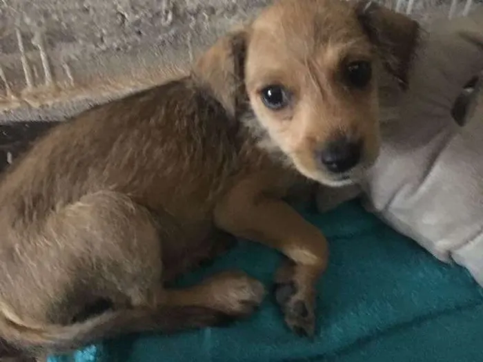 Cachorro ra a Indefinida idade Abaixo de 2 meses nome Nina