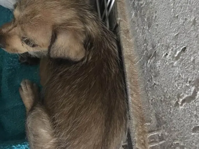 Cachorro ra a Indefinida idade Abaixo de 2 meses nome Nina