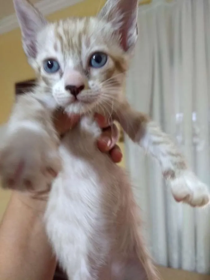 Gato ra a Srd idade Abaixo de 2 meses nome Sem nome