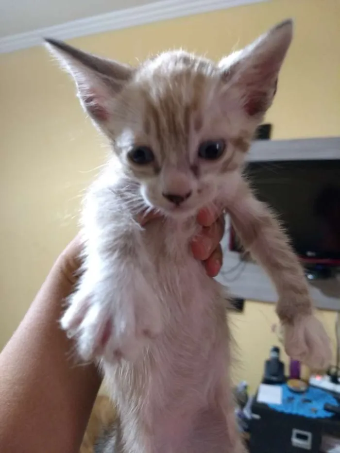 Gato ra a Srd idade Abaixo de 2 meses nome Sem nome