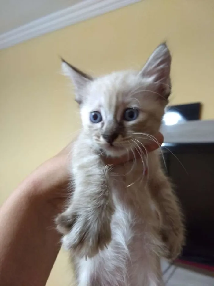 Gato ra a Srd idade Abaixo de 2 meses nome Sem nome