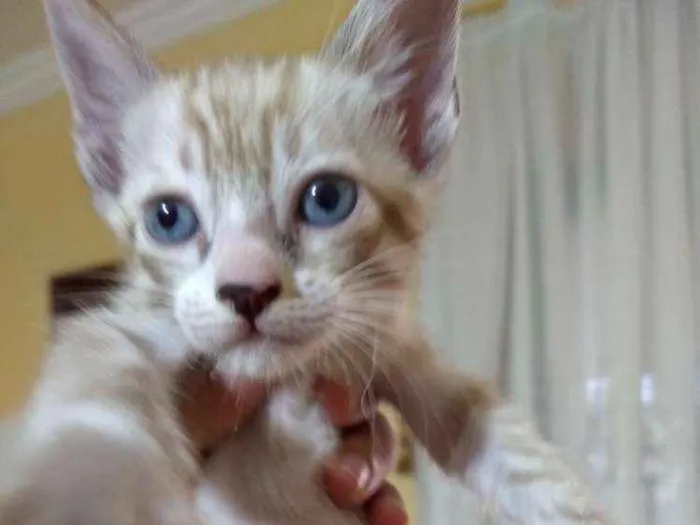 Gato ra a Srd idade Abaixo de 2 meses nome Sem nome