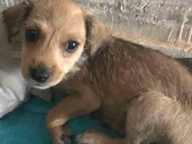 Cachorro ra a Indefinida idade Abaixo de 2 meses nome Nina