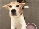 Cachorro raça beagle e basset idade 5 anos nome Mickey e Crystall