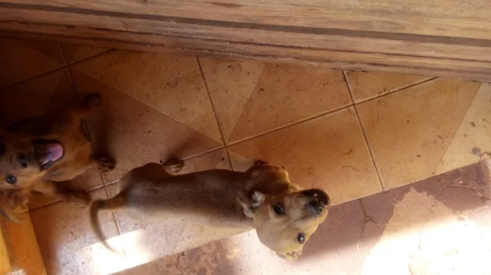 Cachorro ra a Viralata com jackrussel idade 2 a 6 meses nome Chocolate e tode