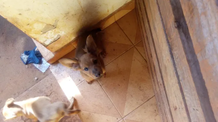 Cachorro ra a Viralata com jackrussel idade 2 a 6 meses nome Chocolate e tode