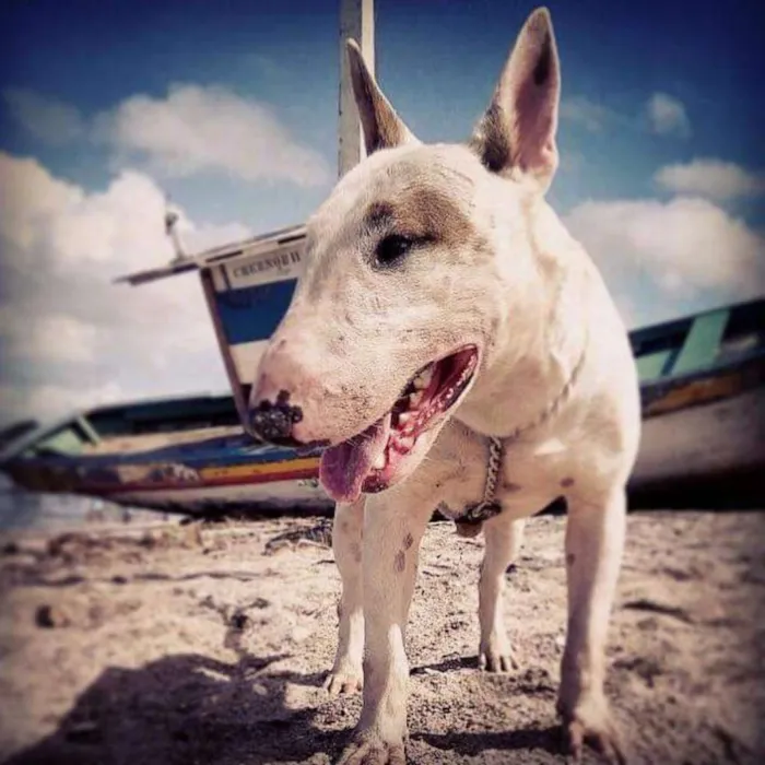 Cachorro raça Bull terrier  idade 2 anos nome Dominó 