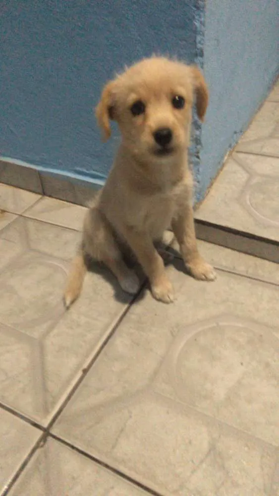 Cachorro ra a SRD idade 2 a 6 meses nome Luna