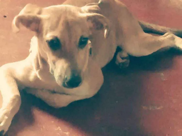 Cachorro ra a Vira lata idade 7 a 11 meses nome Tata