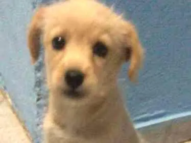 Cachorro ra a SRD idade 2 a 6 meses nome Luna