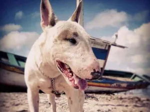 Cachorro raça Bull terrier  idade 2 anos nome Dominó 