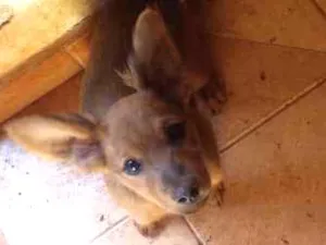 Cachorro raça Viralata com jackrussel idade 2 a 6 meses nome Chocolate e tode